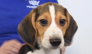 4.000 de căţei din rasa Beagle, salvați de la experimentele de laborator, îşi caută acum stăpâni, în SUA