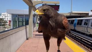 Un şoim, paznic special la o staţie de metrou din San Francisco