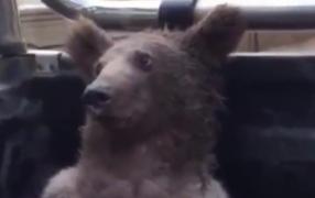 Un pui de urs pofticios s-a îndopat cu miere halucinogenă până nu s-a mai putut ţine pe picioare