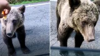 Bărbat aproape de a rămâne fără degete, după ce a hrănit un urs cu mâna: "Ăsta-i cuminte, de-al nostru!"