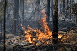 Multe dintre incendiile din Franța și Grecia au fost provocate. Zeci de arestări