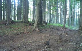 Imagini rare, filmate în România, cu şase pui de lup şi două animale adulte