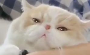 O profesoară din China, concediată pentru că pisica deranja în timpul orelor online, şi-a făcut dreptate în instanţă