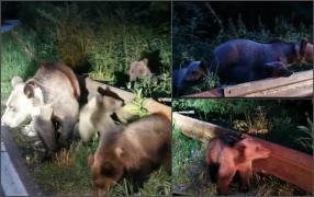 O ursoaică cu trei pui, la plimbare printre mașini pe Transfăgărăşan. Oamenii au ignorat pericolul și au ieșit din autoturisme să facă poze