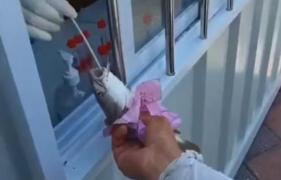 Peşti vii, testaţi PCR într-un oraş din China unde au apărut 40 de cazuri COVID. Pescarii, chemaţi în porturi cu marfa