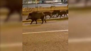 O familie de mistreți, la plimbare prin Piaţa Ferrari, în Genova. Imaginile au fost surprinse de doi localnici