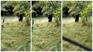 Imagini inedite în Gorj. Un urs a mâncat fructe într-o livadă și după a tras un pui de somn