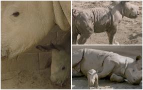 Pui de rinocer alb şi-a făcut oficial debutul în faţa publicului, la o grădină zoologică din San Diego
