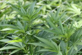 O cultură de cannabis întinsă pe 6 hectare, irigată și ventilată, a fost descoperită în județul Bihor