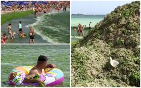 Munte de alge de 2 metri, pe litoral. Turiştii, revoltaţi că au dat bani grei să se scalde în marea devenită o mâzgă verde. "În apă, vine toată pe tine"