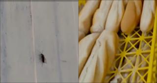 Pâine cu gândaci și alimente expirate, descoperite de inspectorii ANPC în Giurgiu. Li se dădeau produse periculoase inclusiv copiilor: "Greu de imaginat. Infestare"