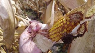 "Să zicem bogdaproste că facem şi atât". Fermierii au obţinut producţii la porumb şi floarea soarelui la jumătate faţă de anul trecut