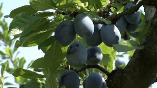 Producătorii nu mai au loc pe piaţă de samsari. Producem jumătate din cantitatea de prune la nivelul UE, dar mâncăm din import