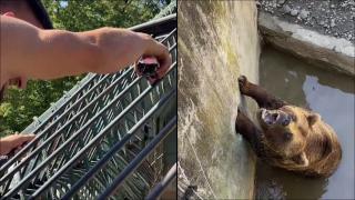 Un vizitator îi dă să bea Coca Cola unui urs, la o grădină Zoologică din Târgu Mureș. Imagini revoltătoare, filmate