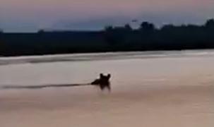 Semnal de alarmă pentru amatorii de pescuit. Tot mai mulţi urşi au fost văzuţi pe cursul râului Olt, în căutare de hrană