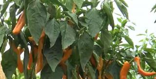 Cel mai iute ardei din lume a fost creat la Buzău. Totul a pornit de la dorinţa producătorilor celebrilor cârnaţi de Pleşcoi care doreau un condiment special