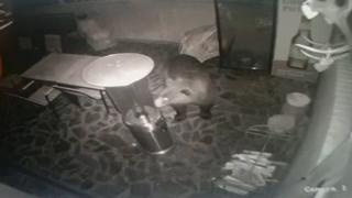 Urs flămând pe străzile din Rânca, sub privirile îngrozite ale oamenilor. Animalul a căutat mâncare prin curți, apoi a luat-o la goană prin stațiune