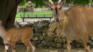 Român de 58 de ani din Suedia, ucis de o antilopă. Bărbatul a fost împuns cu coarnele până a murit