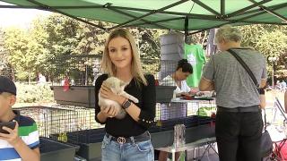 Iubitorii de animale, așteptați în Parcul Herăstrău, unde 20 de pui de pisică îşi caută stăpân