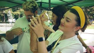 Adoptă un prieten: 20 de pui de pisică, în căutare de stăpâni, s-au întrecut în giumbușlucuri în Parcul Regele Mihai I