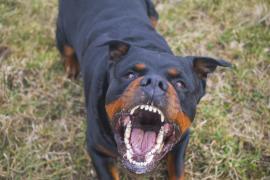 Rottweiler ținut cu toporul și apoi împușcat de polițiști, după ce a sfâșiat-o pe Gabriela, o asistentă de 23 de ani din Mangalia