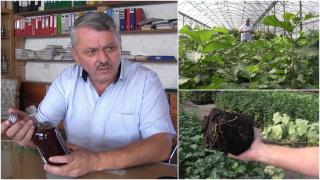 Condimentul cu care a dat lovitura un român din Arad. Unică la noi, plantaţia este o adevărată mină de aur