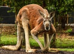 Un australian de 77 de ani a fost ucis de cangurul pe care îl ţinea drept animal de companie. Mamiferul violent a fost împuşcat