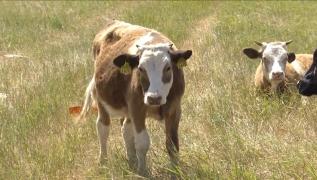 Focar de rabie într-o comună din Iași, după ce o vacă a fost mușcată de o vulpe turbată