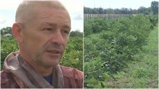"Fructul regilor" cu care a dat lovitura un român din Buzău. Valentin produce şi 8 tone pe an