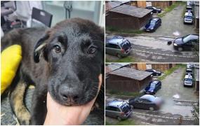 Câine călcat intenţionat de o şoferiţă în Bistriţa-Năsăud. Animalul a fost lăsat în stradă agonizând