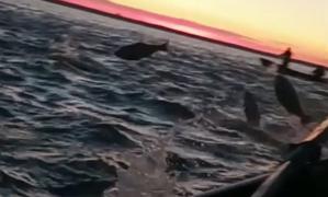 Imagini de poveste în Delta Dunării. Motivul pentru care crapii argintii aproape au sărit în bărcile oamenilor