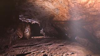 Desene vechi de 30.000 de ani, expuse la Muzeul Ţării Crişurilor