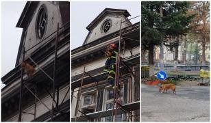 Misiune mai puțin obișnuită pentru pompierii din Orăștie. Au salvat un cățel blocat la o înălțime de 10m, pe schelele Casei de Cultură