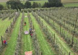 Români, "sclavi moderni" în Belgia: Oamenii nu au fost plătiţi pentru munca prestată şi ajunseseră să se hrănească doar cu merele recoltate