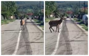Accident neobişnuit în Mureş. Un cerb a fost lovit în plin de două maşini: animalul a supravieţuit impactului, dar a fost eutanasiat ulterior