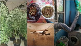 Plantație și un adevărat laborator de prelucrare a cannabisului, descoperite în Timiș. Patru indivizi, săltați de mascați și duși la audieri