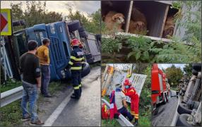 Un camion cu 450 de oi s-a răsturnat în Vâlcea. Șoferul TIR-ului a ajuns la spital.  Mai multe animale au murit