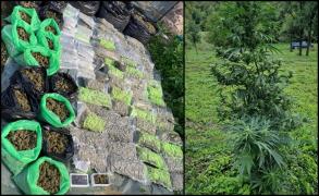 Sute de kilograme de canabis, găsite de procurorii DIICOT, în urma unor percheziţii în Caraș-Severin. Doi bărbaţi, arestaţi preventiv