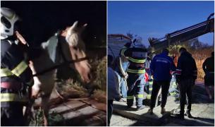 Iapă gestantă, salvată de pompierii dobrogeni cu ajutorul unor chingi, după ce a căzut într-un beci de 3 metri adâncime