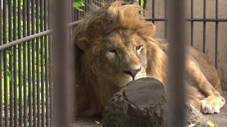 Leii salvați din Ucraina vor fi trimiși în sanctuarele din Africa și SUA: "Primii paşi pe iarbă, pe pământ"