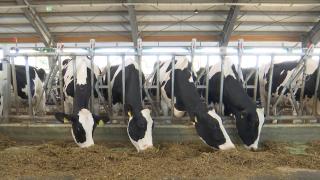 Seceta din vară scumpește laptele la iarnă. Marele magazine preferă să aducă de afară mai ieftin, iar fermierii români se tem că nu vor mai avea piaţă de desfacere