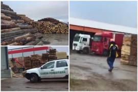 Peste 145 de percheziţii în Bucureşti şi 16 judeţe, pentru prinderea hoţilor de lemne. Dosare de evaziune fiscală, spălare de bani şi delapidare