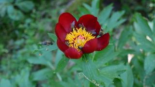 Bujorul a devenit floarea naţională a României. Schimbările aduse de noua lege votată în Parlament