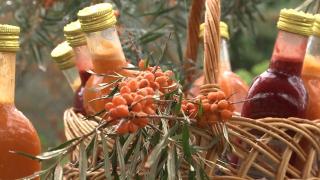 Supliment natural românesc pentru o sănătate de fier în sezonul virozelor. Cum poate fi consumată cătina şi ce beneficii are