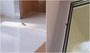 Săli de clasă pline de ploşniţe şi gândaci, la un liceu de prestigiu din Galaţi. Elevii se plâng că aruncă constant insectele pe geam