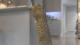 Un american se laudă cu două pisici de Cartea Recordurilor: are cea mai înaltă pisică, dar şi felina cu cea mai lungă coadă