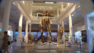 Acces gratuit la muzeul Antipa pentru cei cu nume de animale. Reacţiile românilor numiţi Purice şi Lăcustă