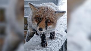 Apariţie-surpriză a vulpiţei Foxy, pe Vârful Omu. Cum a "întâmpinat" nămeţii de la munte