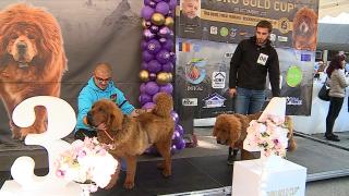 Concurs canin la Târgu Mureş, dedicat patrupezilor din rasa Mastiff Tibetan