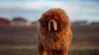 Concurs dedicat câinilor din rasa Mastiff Tibetan, la Târgu Mureș. Gestul făcut de stăpânul român al celui mai frumos exemplar